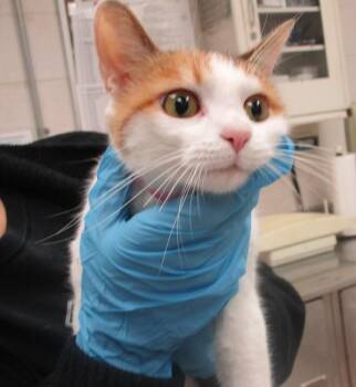 (602) -  Domestic Short Hair Cat for Adoption in Marietta, Georgia - (602) | PetCurious