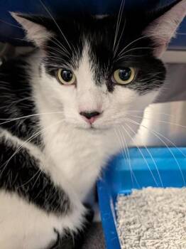 Wilson -  Domestic Medium Hair and Domestic Short Hair Cat for Adoption in Montreal, Quebec - Wilson | PetCurious