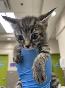 Domestic Short Hair Cats Available for Adoption in Las Vegas, Nevada - CABBAGE | PetCurious