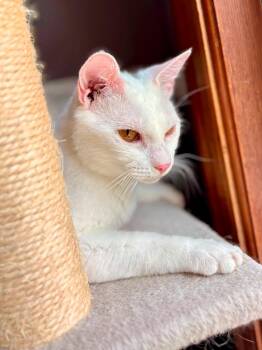 Eloise -  American Shorthair Cat for Adoption in Elkland, Pennsylvania - Eloise | PetCurious