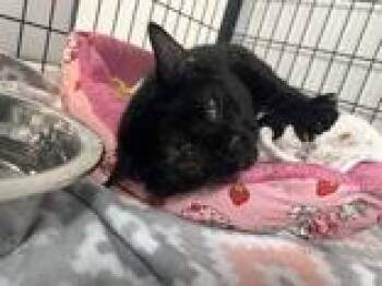 Domestic Short Hair Cats Available for Adoption - Sauron | PetCurious