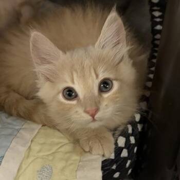 Pee Wee -  Domestic Short Hair Cat for Adoption in North Myrtle Beach, South Carolina - Pee Wee | PetCurious