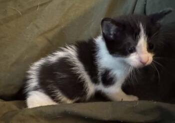 Andromeda -  Domestic Short Hair Cat for Adoption in Ontario, New York - Andromeda | PetCurious