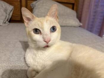 Moe -  Domestic Short Hair Cat for Adoption in Quakertown, Pennsylvania - Moe | PetCurious