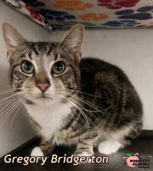 Domestic Short Hair Cats Available for Adoption - Gregory Bridgerton | PetCurious