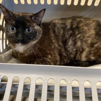 Domestic Short Hair Cats Available for Adoption in Memphis, Tennessee - LOSA | PetCurious