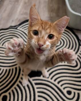 Brogam -  Domestic Short Hair Cat for Adoption in San Antonio, Texas - Brogam | PetCurious