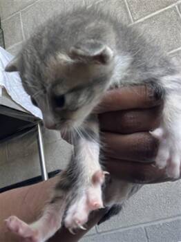 Rescue Domestic Short Hair Cats for Adoption in Dallas, Texas - KITTEN 6 | PetCurious