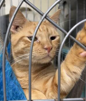 Tang -  American Shorthair and Tabby Cat for Adoption in New Orleans, Louisiana - Tang | PetCurious