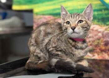 A553207 -  Domestic Short Hair Cat for Adoption in Moreno Valley, California - A553207 | PetCurious