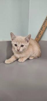 Tilly -  Domestic Short Hair Cat for Adoption in Athens, Tennessee - Tilly | PetCurious