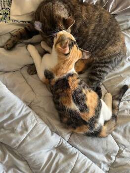 Rescue Domestic Short Hair Cats for Adoption in Buffalo, New York - Margot And Babe | PetCurious