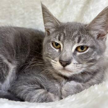Crystal -  Domestic Short Hair Cat for Adoption in Woodinville, Washington - Crystal | PetCurious