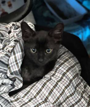 Kitten Talia -  Domestic Short Hair Cat Available for Adoption in Seal Beach, California - Kitten Talia | PetCurious