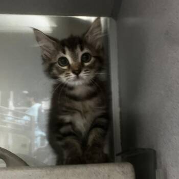 The Science Gal -  Domestic Medium Hair Cat for Adoption in San Antonio, Texas - The Science Gal | PetCurious