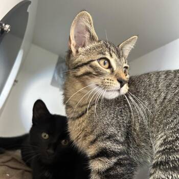 Mochi -  Domestic Short Hair Cat for Adoption in Uniontown, Pennsylvania - Mochi | PetCurious