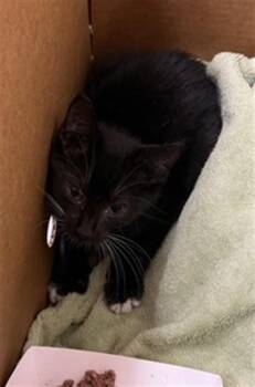 LUNAR LANDING -  Domestic Medium Hair Cat for Adoption in Jacksonville, Florida - LUNAR LANDING | PetCurious