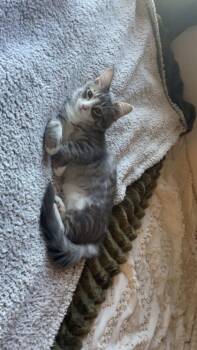 Rescue Domestic Medium Hair and Domestic Short Hair Cats for Adoption in Knoxville, Tennessee - Charlie | PetCurious