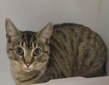 Domestic Short Hair Cats Available for Adoption in Mansfield, Connecticut - Piper | PetCurious