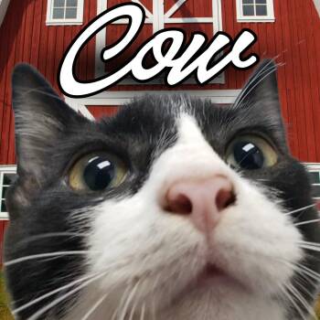 Cow -  Domestic Short Hair Cat for Adoption in Aransas Pass, Texas - Cow | PetCurious