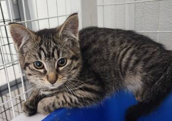 Rescue Domestic Short Hair Cats for Adoption in Gold Beach, Oregon - Diamondbacks | PetCurious