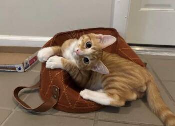 Jeb -  Domestic Short Hair Cat for Adoption in Elmsford, New York - Jeb | PetCurious