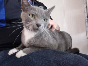 Gracie -  Domestic Short Hair Cat for Adoption - Gracie | PetCurious