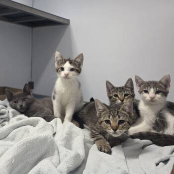 Aquarius -  Domestic Short Hair Cat for Adoption in Philadelphia, Pennsylvania - Aquarius | PetCurious