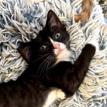 Chimichurri -  Domestic Short Hair Cat for Adoption in Chattanooga, Tennessee - Chimichurri | PetCurious