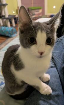 Rescue Domestic Short Hair Cats for Adoption in Youngsville, North Carolina - Opalina25 | PetCurious