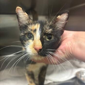 Hocus Pocus -  Domestic Short Hair Cat for Adoption in Ottawa, Kansas - Hocus Pocus | PetCurious