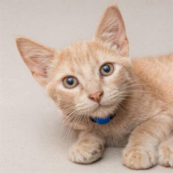 GERALT -  Domestic Short Hair Cat for Adoption in St. Louis, Missouri - GERALT | PetCurious