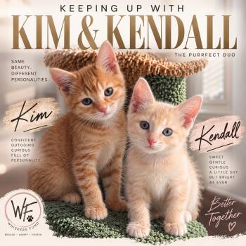 KENDALL & KIM -  Domestic Medium Hair Cat for Adoption in Lakesite, Tennessee - KENDALL & KIM | PetCurious