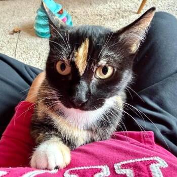 Sugar Pereira -  Calico and Domestic Short Hair Cat for Adoption in Friendswood, Texas - Sugar Pereira | PetCurious