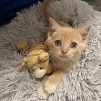 Rescue Domestic Short Hair Cats for Adoption in Hermitage, Pennsylvania - Walnut | PetCurious