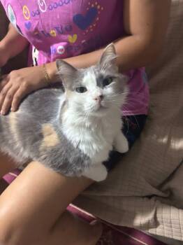 Rescue Ragamuffin Cats for Adoption in Brampton, Ontario - Diana | PetCurious