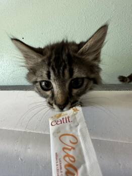 Rescue Domestic Short Hair Cats for Adoption in Lakesite, Tennessee - FUNYUN & SCRAT | PetCurious