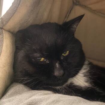 Oogie Boogie -  Domestic Short Hair Cat for Adoption in Fall River, Massachusetts - Oogie Boogie | PetCurious