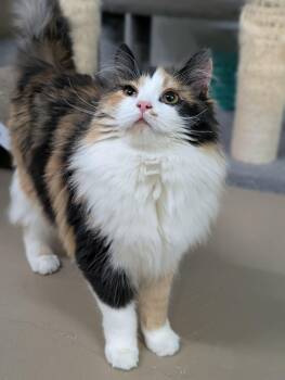 Domestic Long Hair Cats Available for Adoption - Nina | PetCurious