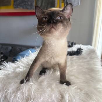 Mars -  Siamese Cat for Adoption - Mars | PetCurious
