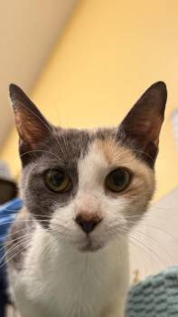Domestic Short Hair Cats Available for Adoption in Honolulu, Hawaii - Meli | PetCurious