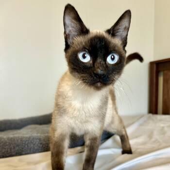Siamese Cats Available for Adoption in Neffsville, Pennsylvania - Maria | PetCurious