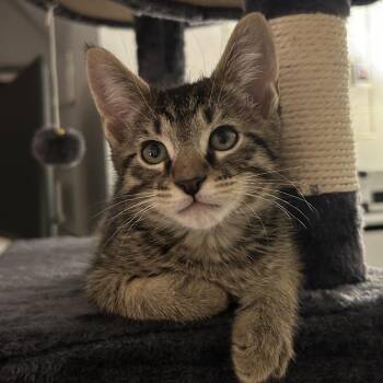 Domestic Short Hair Cats Available for Adoption in South Elgin, Illinois - Factor | PetCurious