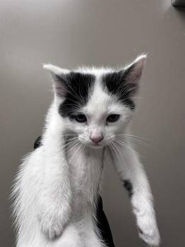 Domestic Short Hair Cats Available for Adoption in Ontario, California - CLYDE | PetCurious