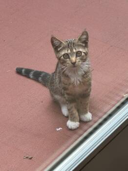 Gerald -  Domestic Short Hair Cat for Adoption - Gerald | PetCurious