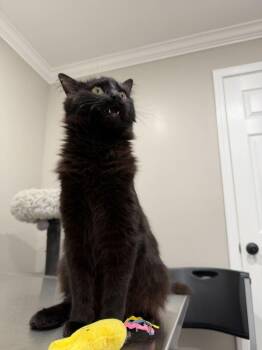 Domestic Medium Hair Cats Available for Adoption - Sabine | PetCurious
