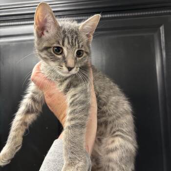 Ding Dong -  Domestic Short Hair Cat for Adoption in Granville, Ohio - Ding Dong | PetCurious