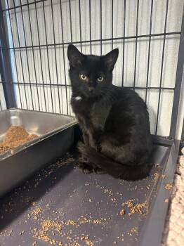 Stripe -  Domestic Short Hair Cat for Adoption in Rock Springs, Wyoming - Stripe | PetCurious