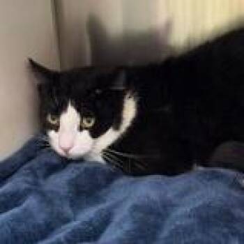Domestic Short Hair Cats Available for Adoption in Burlington, Ontario - Nashton | PetCurious