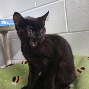 Jiji -  Domestic Short Hair Cat for Adoption in Albert Lea, Minnesota - Jiji | PetCurious